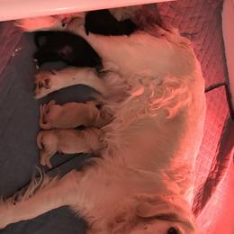 Goldendoodle Puppies from Knoxville Goldendoodles