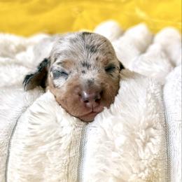 Rocket Pop - Gray (blue) and tan male Dachshund puppy in Austin, Texas from Duchess Daphne's Doxie Empire