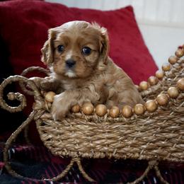Stormy - Ruby female Cavalier King Charles Spaniel puppy in Lula, Georgia from Cavaliers by Crumley