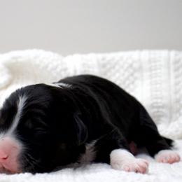 Rocko - Black tri-color male Aussiedoodle puppy in Decatur, Illinois from Signature Doodles