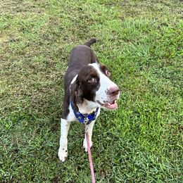 Cooper - English Springer Spaniel