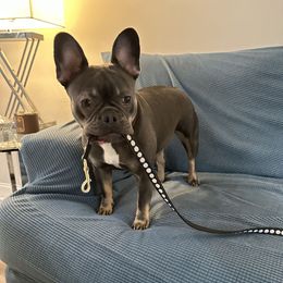 Bella - Blue French Bulldog puppy in Chesapeake, Virginia from Maramour Frenchies LLC