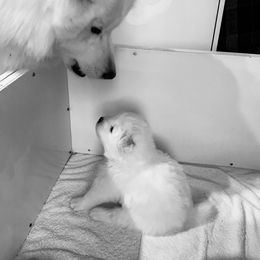 Samoyed Puppies from Samoyed Puppies