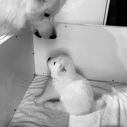 Samoyed Puppies from Samoyed Puppies