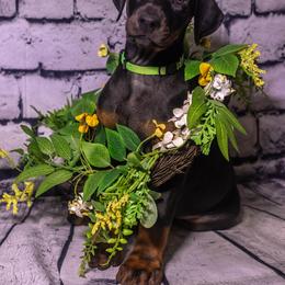 Lime Boy - Black and rust male Doberman Pinscher puppy in Shelby, North Carolina from IronBee Dobermans