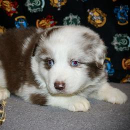 Peppermint - Red merle male Miniature Australian Shepherd puppy in El Dorado Springs, Missouri from HP Aussie Kennels