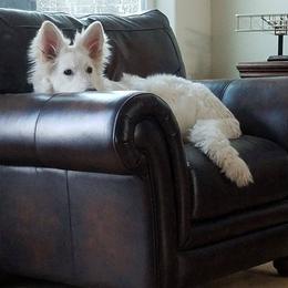 Berger Blanc Suisse and German Shepherd Puppies from Vom Hundhaus German Shepherds