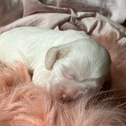 Oakley - Buff and white female Cocker Spaniel puppy in Draper, Virginia from S&J Spaniels