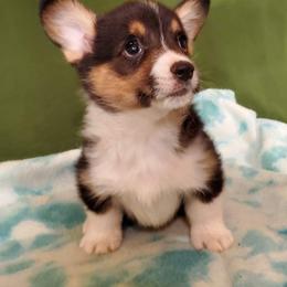 Labrador Retriever and Pembroke Welsh Corgi Puppies from White Star Corgis