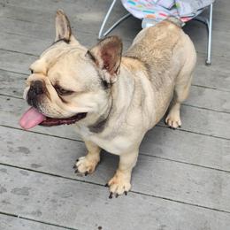 Sophia - Cream female French Bulldog puppy in Goodman, Missouri from Jessica's Dashing Dachsunds and Chihuahuas