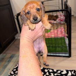 Lolli - Red female Dachshund puppy in Magnolia, Texas from Little Honey’s Dachshunds
