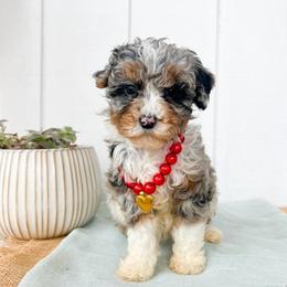 Thing 2 - Blue merle female Aussiedoodle puppy in Omro, Wisconsin from Crystal Ridge Doodles