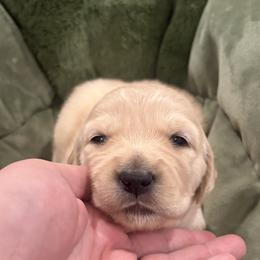 Bo Peep - Light golden female Golden Retriever puppy in Lincoln, California from Roberts Golden Retrievers