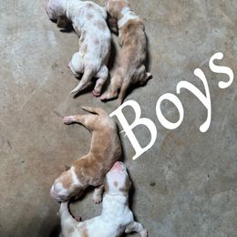 Boy 4 - Mahogany and white male Basset Hound puppy in Tahlequah, Oklahoma from HNH Hounds