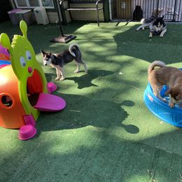 "PPHR puppy play deck" Siberian Husky Puppies from Phresh Pharm Husky Ranch