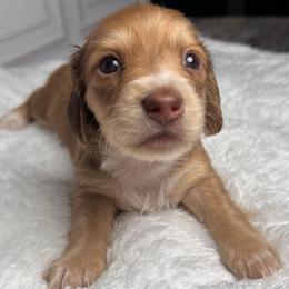 Pink - Red female Dachshund puppy in Miami, Florida from Maitime Dachshund