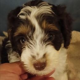 Milo - Brown male Cavapoo puppy in East Providence, Rhode Island from Marta's Cavaliers