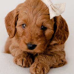 Goldendoodles from The Puppy Family