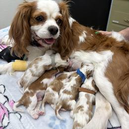 Cavalier King Charles Spaniel All Grown Up from Raised by Cathy