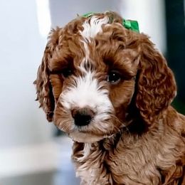 Aussiedoodles and Goldendoodles from Kay Kay’s Poodles & Doodles