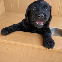 Gurl4 - Black phantom female Aussiedoodle puppy in San Diego (Jamul), California from Lee Valley Scotties