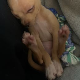 Chihuahua Puppies from Grandbaby Chihuahuas