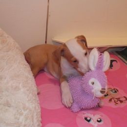 Ibizan Hound Puppies from Someday Ibizans