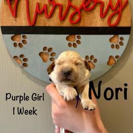 Girl 3 - Golden female Golden Retriever puppy in Star, Idaho from Gold Treasure Retrievers