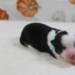 Brandy - Black tri female Toy Australian Shepherd puppy in Bauxite, Arkansas from J & B Mini Aussies