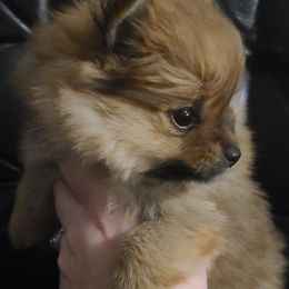 Pomeranian Puppies from Bella Luna Pomeranians