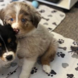 Maverick - Dilute red male Australian Shepherd puppy in Phoenix, Arizona from Oma K’s Aussies