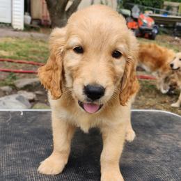 Tank Boy 1 - Golden male Golden Retriever puppy in Saginaw, Michigan from Precious Kennel Retrievers
