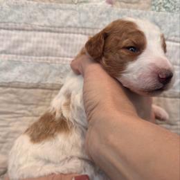 Patsy (Cline) - Parti female Goldendoodle puppy in Eagleville, Tennessee from Nash Doodles