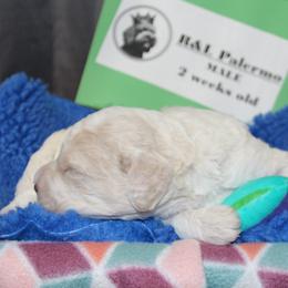 Lagotto Romagnolo Puppies from Royal and Loyal Lagotto Romagnolo