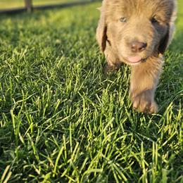 Newfoundland Puppies from Vermillion Newfoundlands