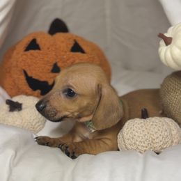 Sage - Red male Dachshund puppy in Phoenix, Arizona from Lengthydog.co