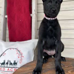 Belgian Malinois Puppies from Red Acres Working Line K9s