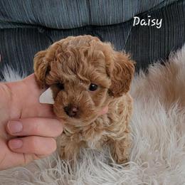 Daisy - Red  female Poodle puppy in Montrose, Pennsylvania from Tales Of Joy