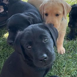 Labrador Retrievers from Green Mountain Labradors