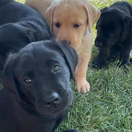 Labrador Retrievers from Green Mountain Labradors