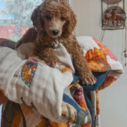 Fennekin - Apricot male Poodle puppy in Phoenix, Arizona from Moonshine Kennels AZ