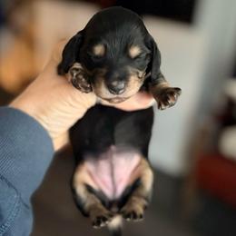 Female Ch Sutton x Gch Whiskey - Black and cream female Dachshund puppy in Medina, Ohio from STORIED DOXIES