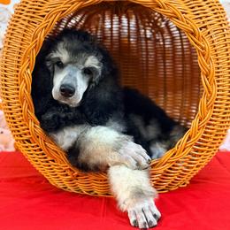 Red - Black female Poodle puppy in Houma, Louisiana from Smart Azz Poodles