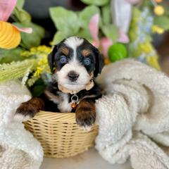 HeyHey - male Australian Mountain Doodle puppy in Randolph, Utah from Dry Canyon Pups