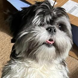 Lhasa Apso All Grown Up from Tammy Privette
