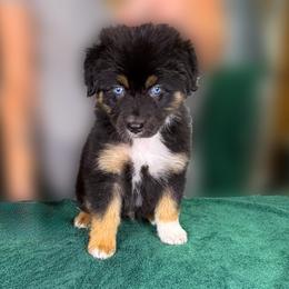 Casserole (green) - Black tri-color male Australian Shepherd puppy in Falmouth, Kentucky from Queen City Farm