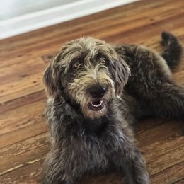 Margo - Chocolate female Labradoodle puppy in Dothan, Alabama from Circle City Labradoodles