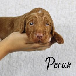 Pecan - Red  male Goldendoodle puppy in Casa Grande, Arizona from AzDoodle Dandies