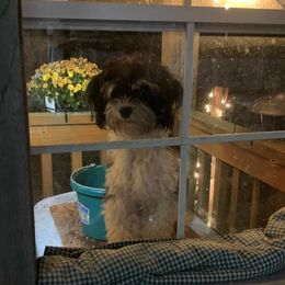 Havanese from Dixies Finest Havanese