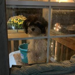 Havanese from Dixies Finest Havanese